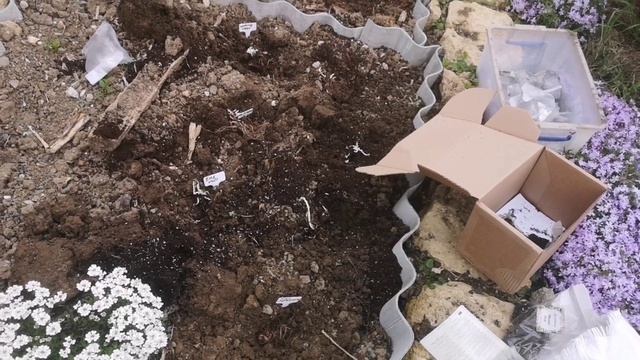 Ещё одна посылка с саженцами ОКС