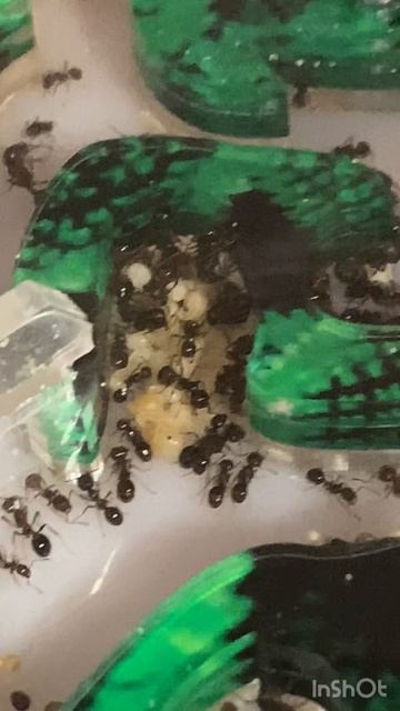 Муравьиная ферма