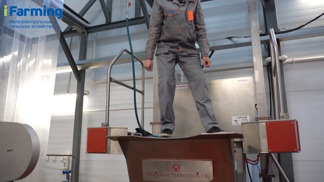 Платформа пневматическая с склизом для нутровки и приемным столом кишпакета.