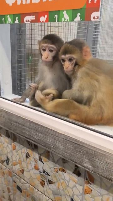 Обезьянки смотрят мультики, зоопарк. mp4