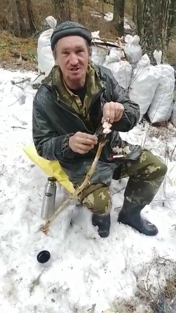 заготовка ореха весной.