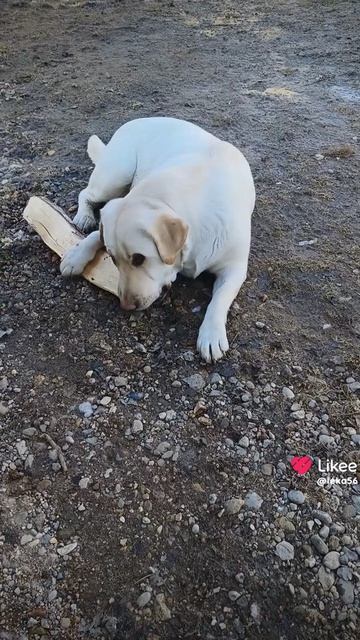 Зара и дрова