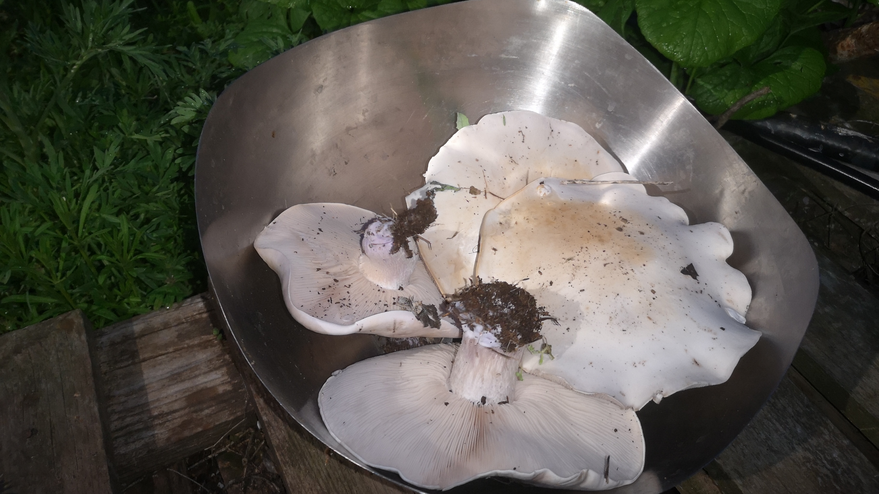 21 апреля 2026 сад огород Волгоград