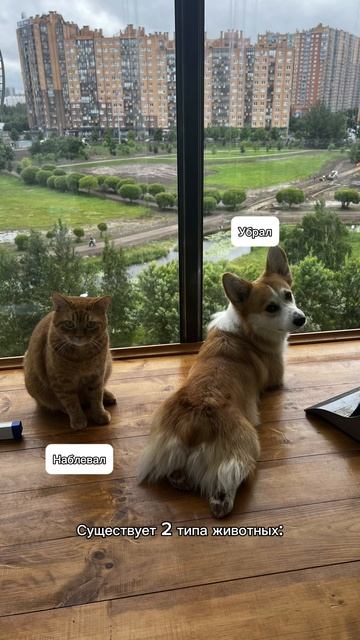 Это прям база 🥲 Корж и за собой не прочь доесть