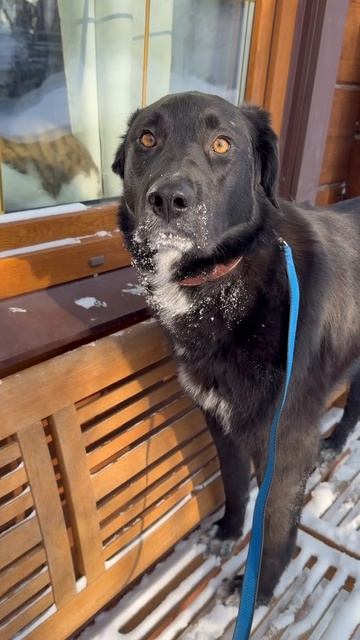 Чара ищет дом