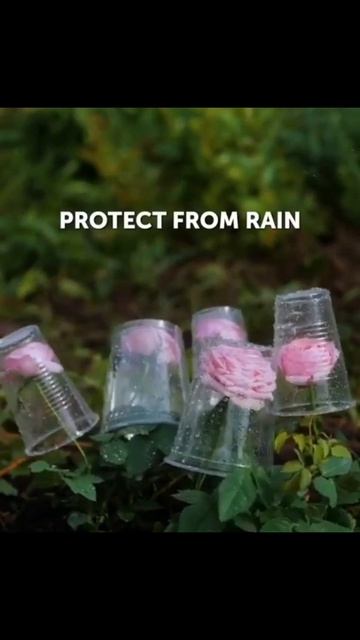 Дачные советы и хитрости