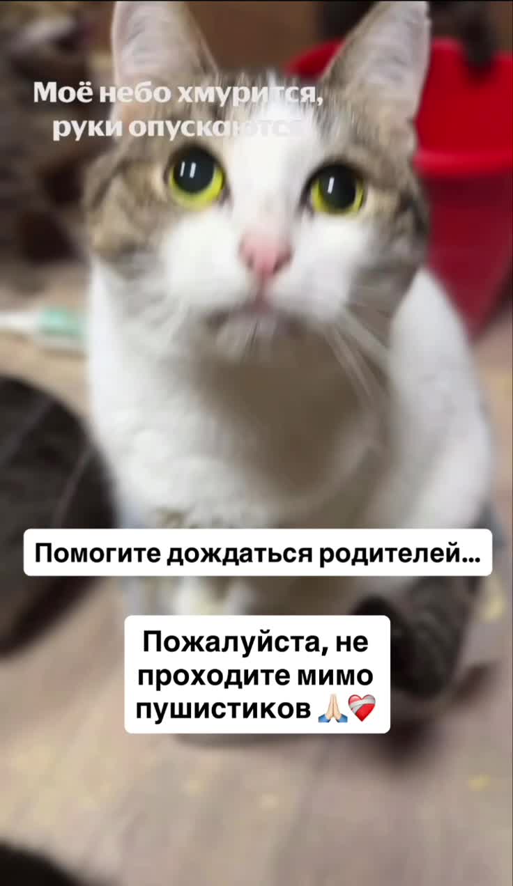 #видео #Милые #животные
