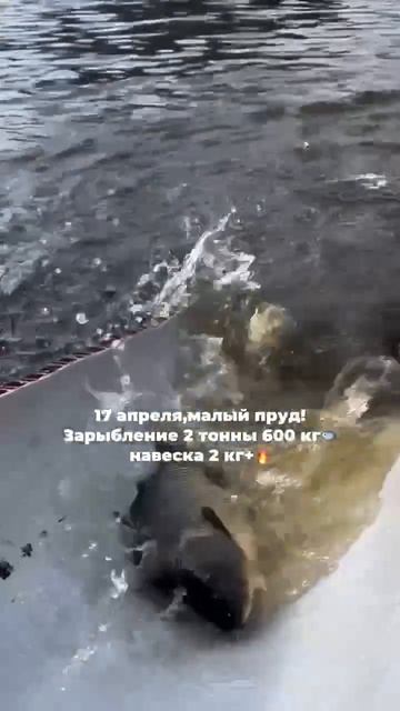 Зарыбление карпом малого пруда. 17.04.26 запущено 2.600 кг навеской 2+ кг