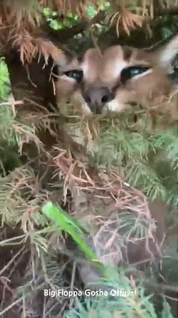 Гоша спрятался под деревом | Большой Флоппа | Каракал