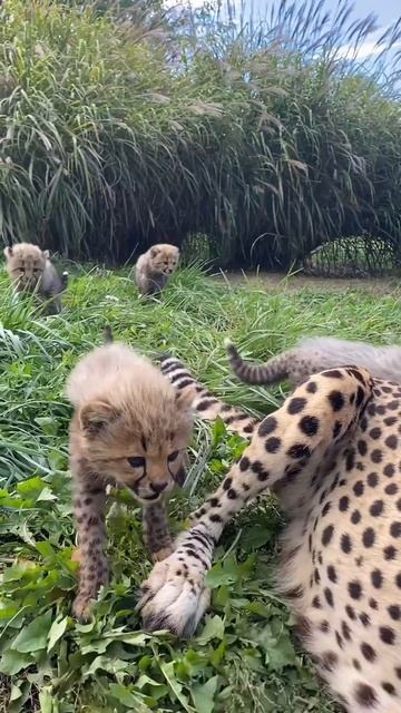 e96b84357d6ad3eae4a5cda5ead111c6_532350_1775806549.mp4