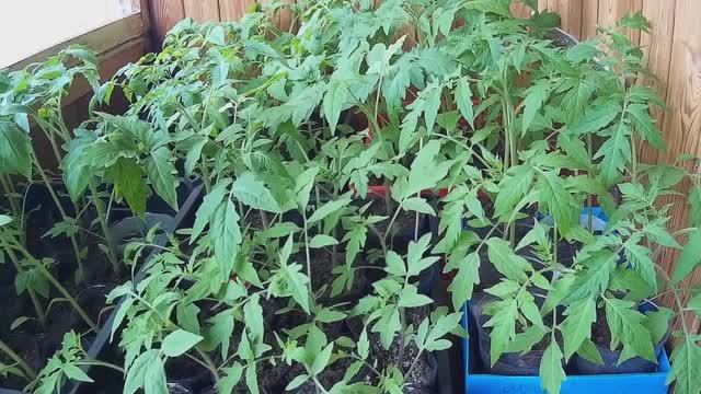 Обзор рассады. Сибирь. 18 апреля.