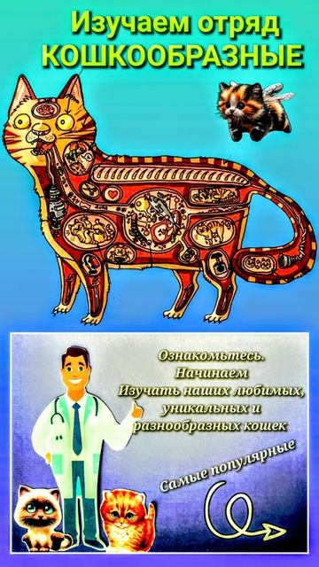 ШКОЛА ЮНЫХ ВЕТЕРИНАРОВ 
Познание -3    КОШКИ