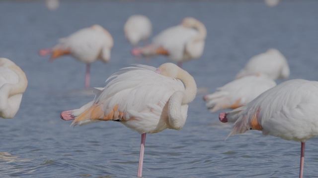 Красивая природа 4к -Experience The Ultimate Picture Quality： 12K HDR And Dolby Vision - A Visual Fe