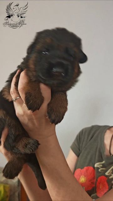 🐦🔥Девочка 1. Пламенный Феникс Аматэрасу (Тэра)🩷 
(Романдо Грандж Ярда х Верт Хоф Хоппе Райн)

#щенк