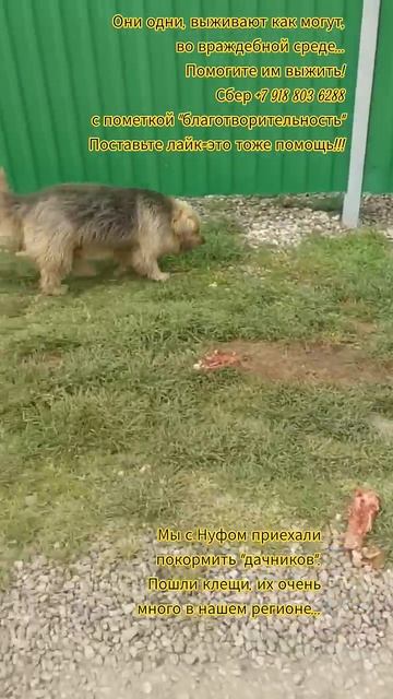 НАС107=106хвостиков  +1человек!