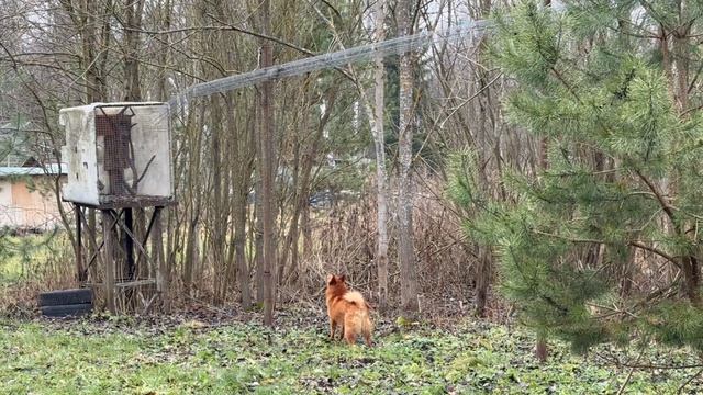 Ценность карело-финской лайки в ВЯЗКОСТИ The value of a Finnish Spitz is in its TENACITY