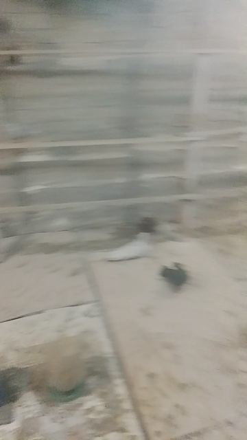 николаевские голуби