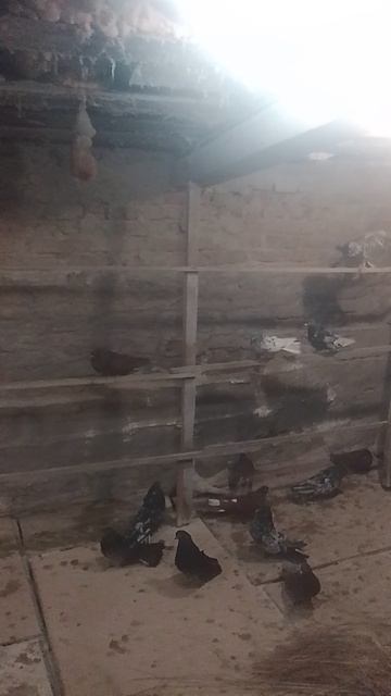 николаевские голуби