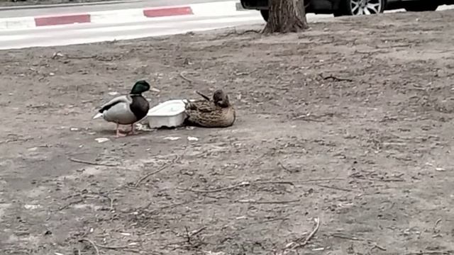 Шла и наткнулась на уток во дворе жилых домов😱Удивилась!!!