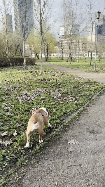 Бродим, позируем, сакура