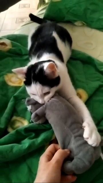 Вцепился и не отдает игрушку