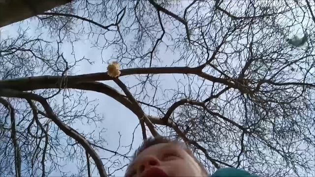 я застрял на дереве