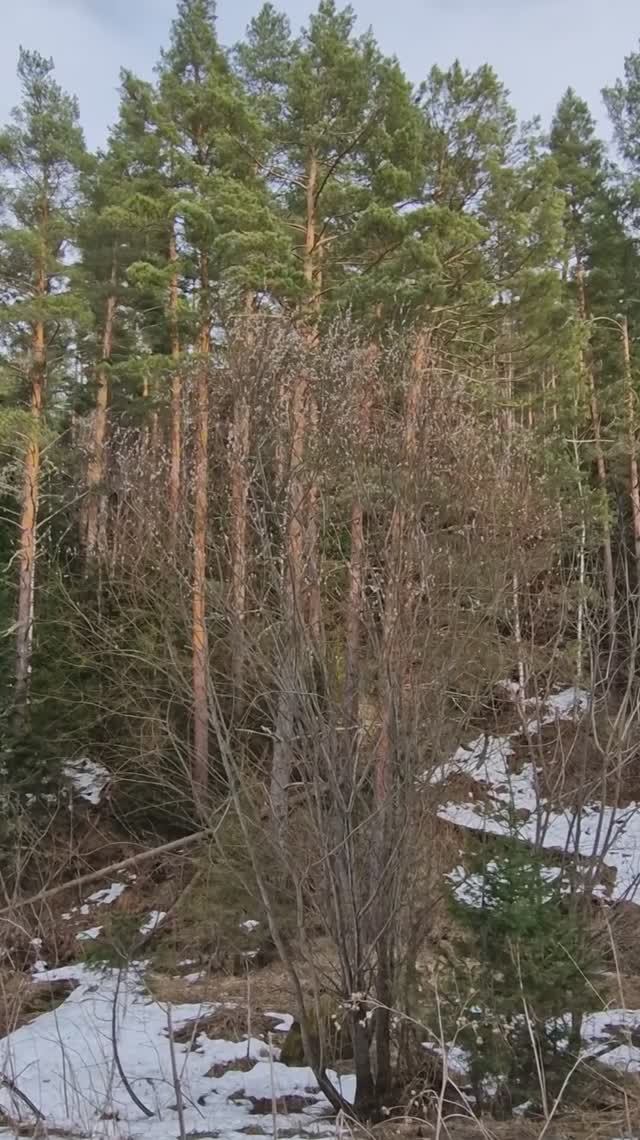 Высоченное вербное дерево