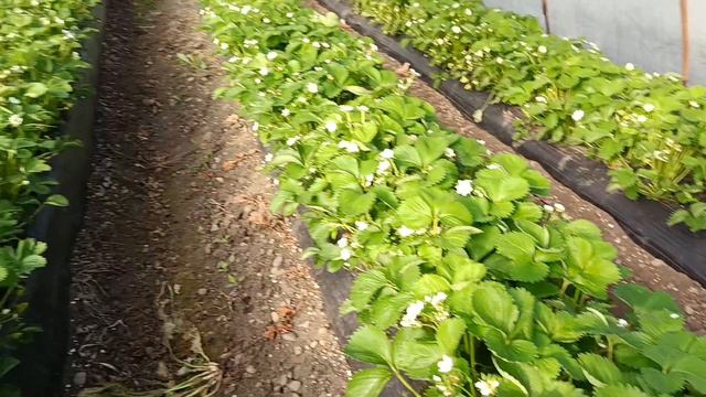 Выращивание клубники в Белореченском районе, агроном клубничник на участке по агросопровождению