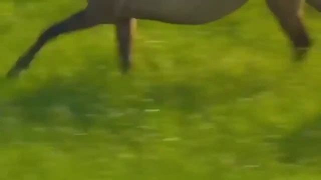 Красивое видео про лошадей.