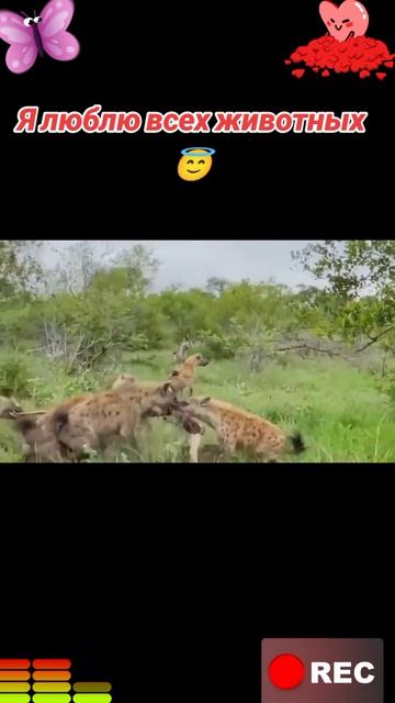 Животные приколы и не только😅