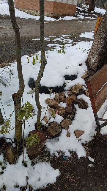 Ростки и снег.