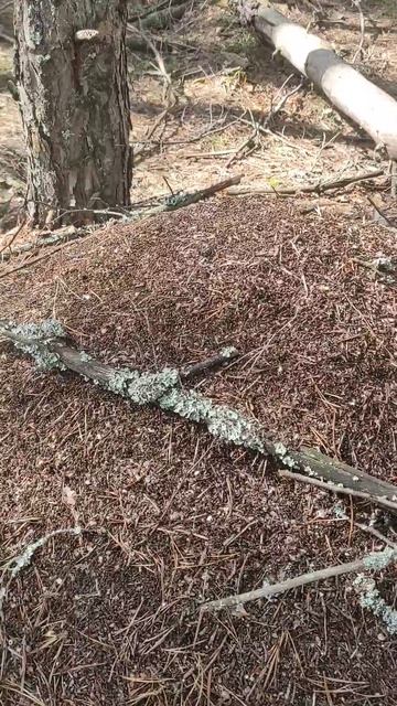 Весенний муравейник