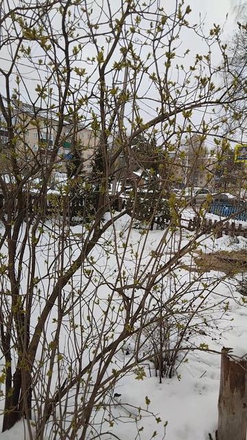 Зелёное и снег.