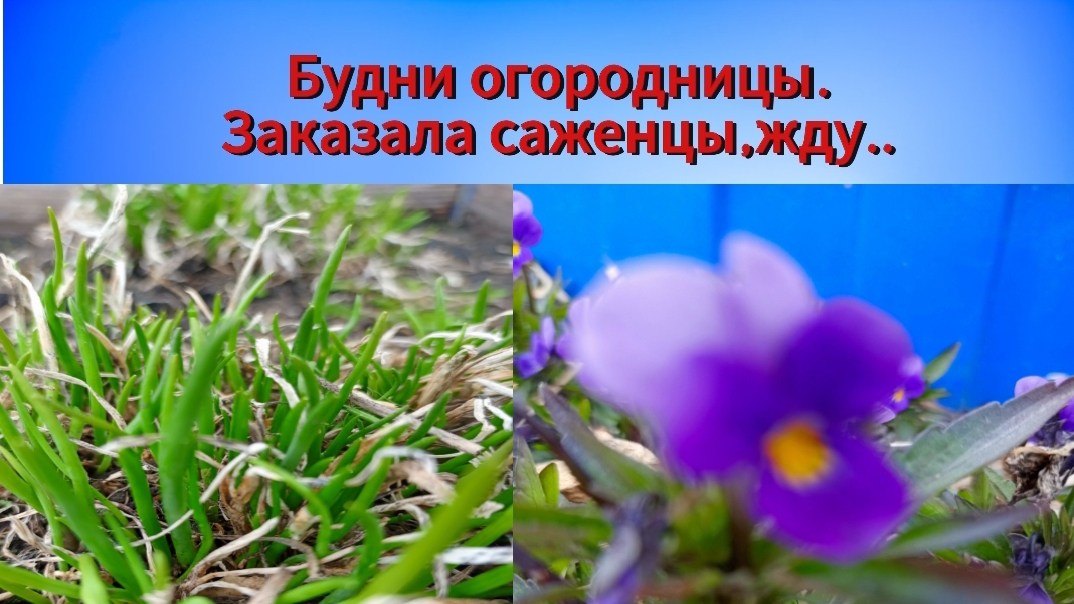 21-04-2026 Заказада саженцы ,жду ..