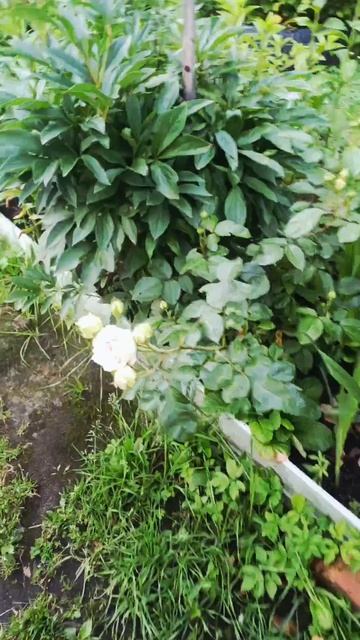 В ожидании лета , цветение роз и цветов