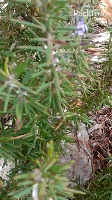 Цветение Розмарина в Сочи