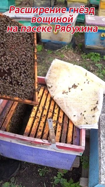 РСШИРЕНИЕ ГНЁЗД ВОЩИНОЙ НА ЦВЕТЕНИЕ ВЕРБЫ