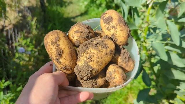 Куст картофеля = 1 ведро! 10 главных секретов большого урожая картофеля которые вам нужно запомнить!