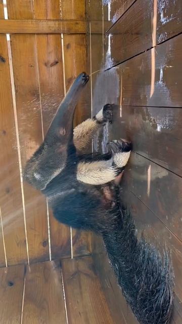 Банные процедуры у муровьеда.