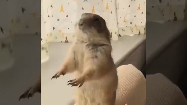 VID_20260421_223318_679.mp4