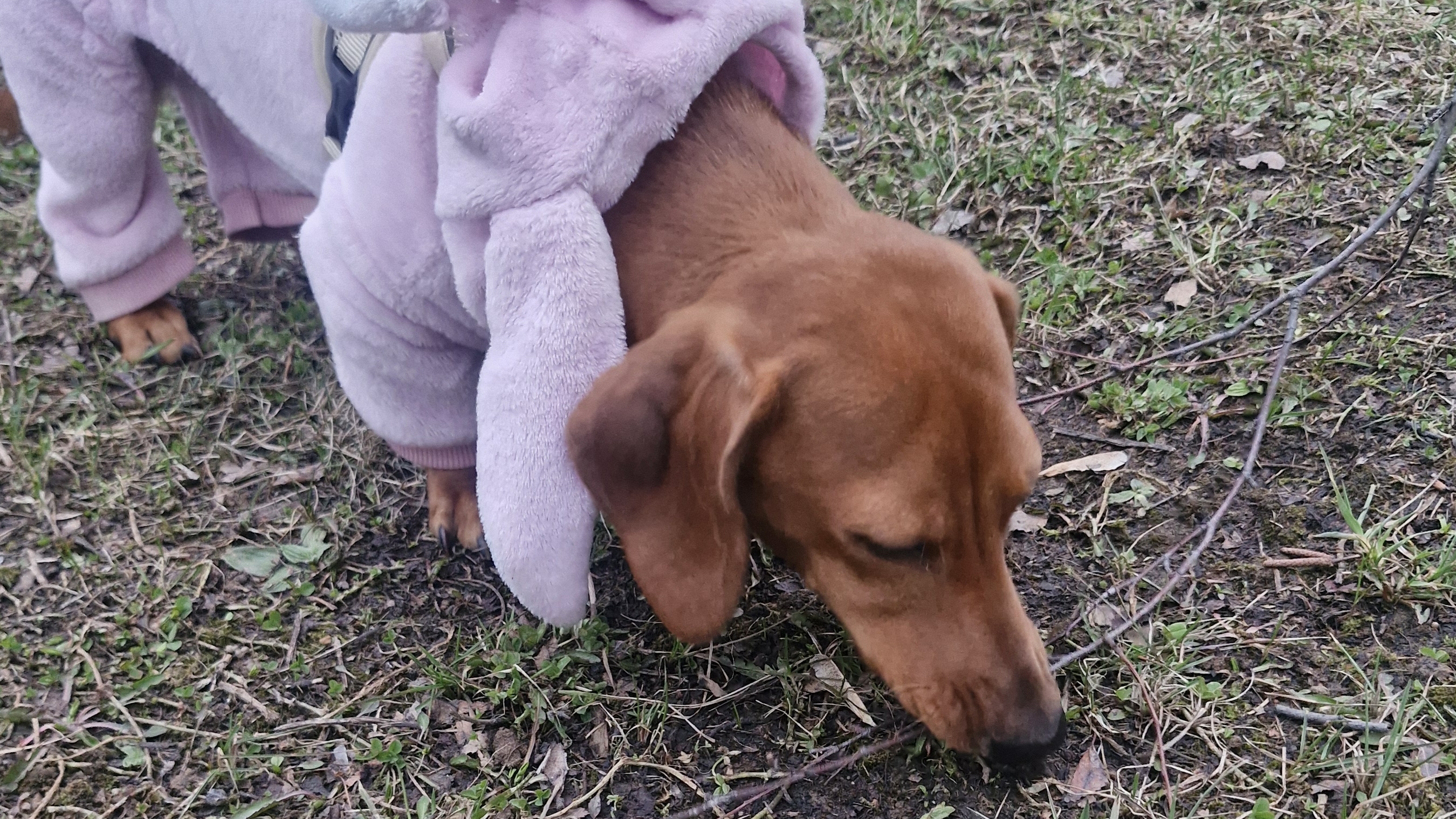 Веста гуляет