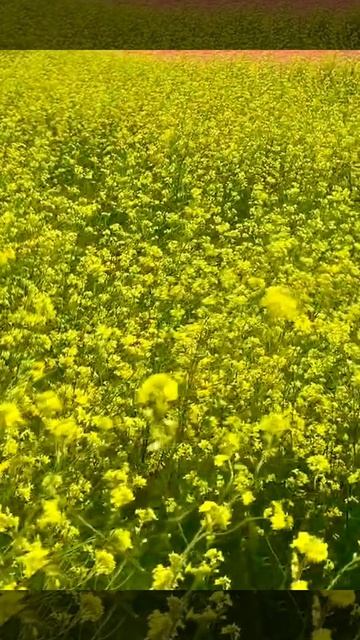 🌿Крым🌊💦апрель 2026🌼