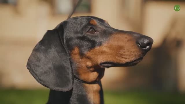 Мифы о породе Стандартная такса