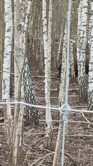 Охота на Кабана