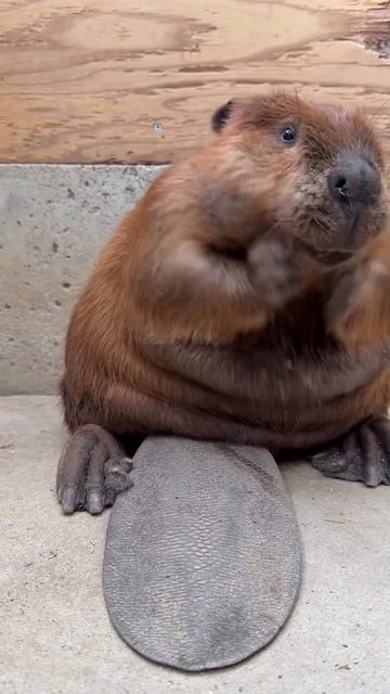 Чистота залог чистой шёрстки