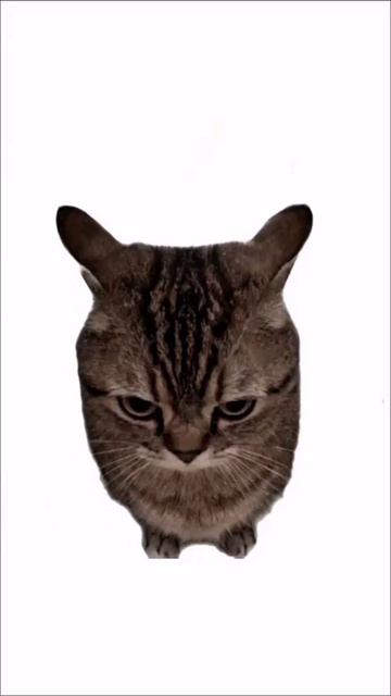 котята пояснят (