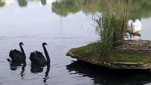 Лебеди. Брачный танец.