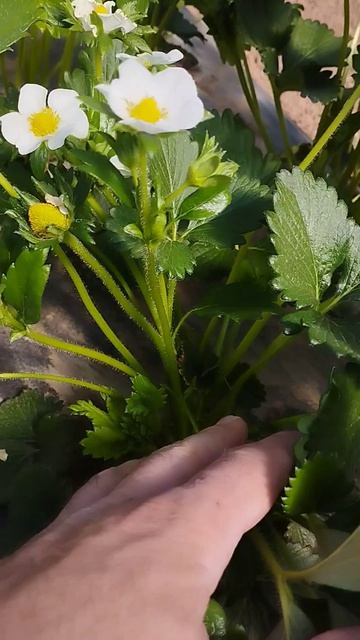 Клубника, сорт Моллинг Столетие, обзор.