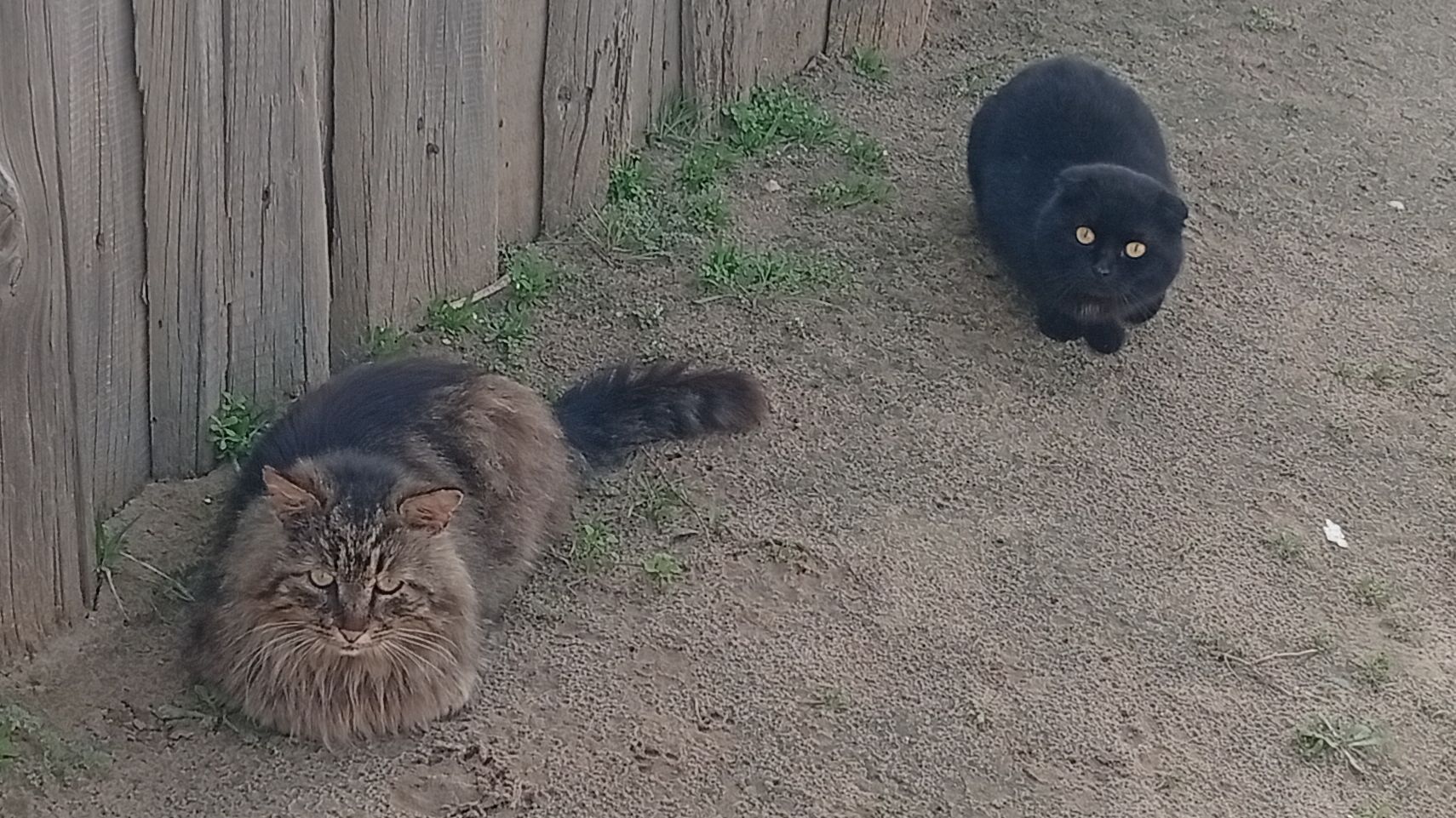 СТРИМ IRL | ОБЩЕНИЕ С ЧАТОМ 💬