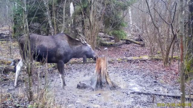 Лось в лесу.